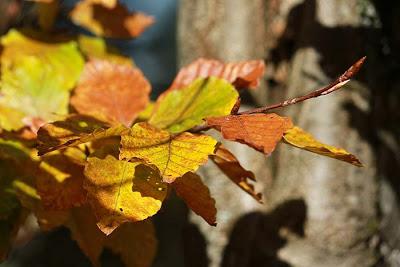 Les couleurs du Schmargult