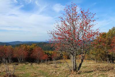 Les couleurs du Schmargult