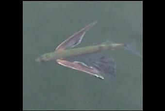 Avoir Images La Lagune Des Poissons Volants A Decouvrir actualisé salutations