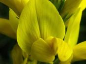 Genista tinctoria (Genêt teinturiers)