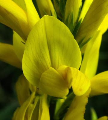 Genista tinctoria (Genêt des teinturiers)