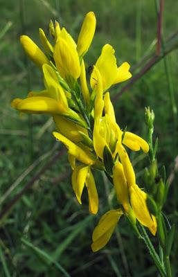 Genista tinctoria (Genêt des teinturiers)