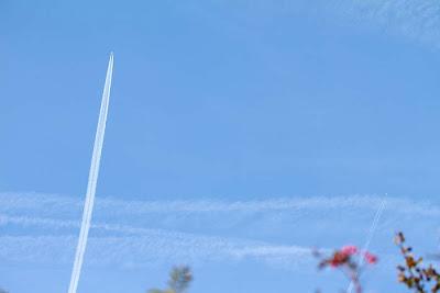 Schmargult anthropique