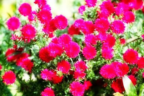 Petits grains de bonheur automnaux