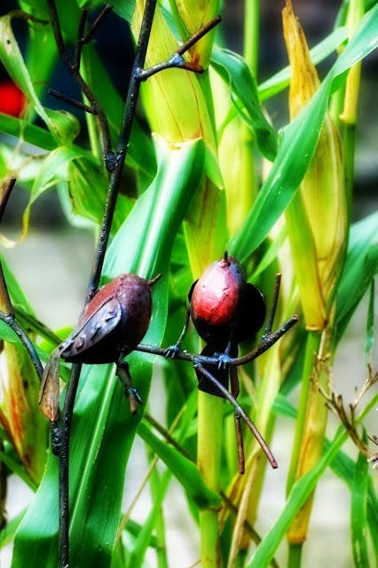 Petits grains de bonheur automnaux