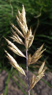 Festuca gautieri (Fétuque de Gautier)