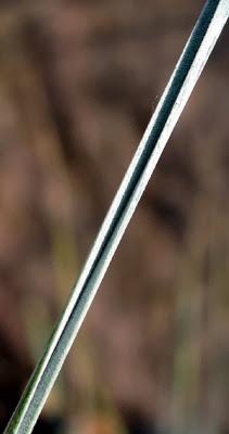 Festuca gautieri (Fétuque de Gautier)