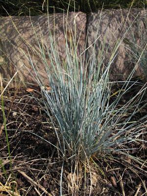 Festuca gautieri (Fétuque de Gautier)