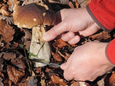 Santé : Cueillette des champignons, les précautions à prendre