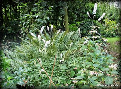 Actaea, cimicifuga ou cierge d'argent...