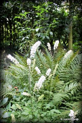 Actaea, cimicifuga ou cierge d'argent...