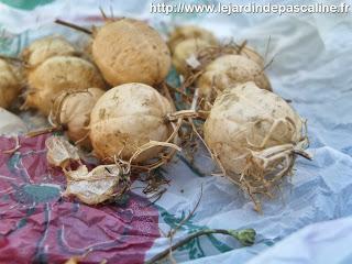 Graines du bord de la route