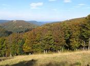 Couleurs Vosges