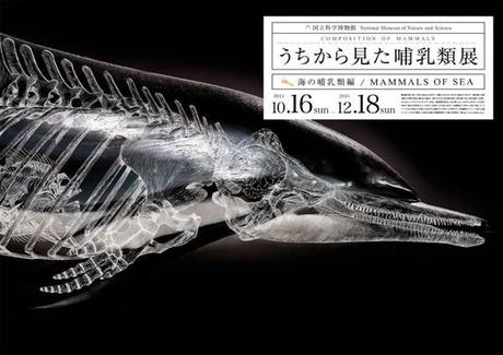 Complexes mammifères