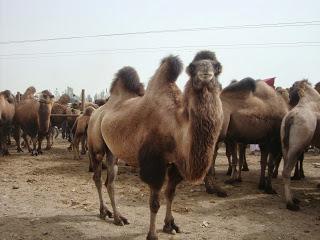 Kashgar : des hommes et des bêtes