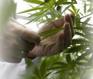 SCLÉROSE en plaques: Sativex, à base de cannabis, arrive en France – Médicament