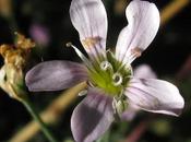 Gypsophila muralis (Gypsophile murs)