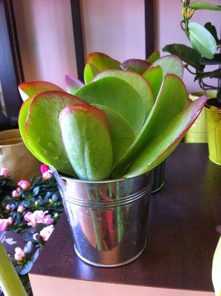 Kalanchoé Thrysifolia_image Isabelle-Feuvrier