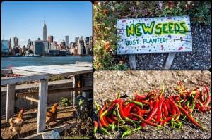 futilités new-york2