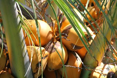 La Brioche Filante du Vendredi!!