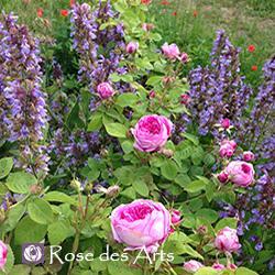 Connaissez-vous la rose du parfumeur ?