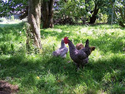 La poule, nouvelle arme contre le frelon asiatique