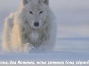 loups... vers reflet d'inconnaissance...