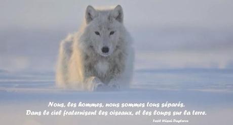 A pas de loups... vers un reflet d'inconnaissance...