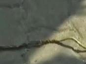 Suvarnabhumi Qand serpent vert joue disjoncteurs [HD]