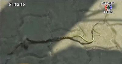 Suvarnabhumi : Qand un serpent vert joue les disjoncteurs [HD]