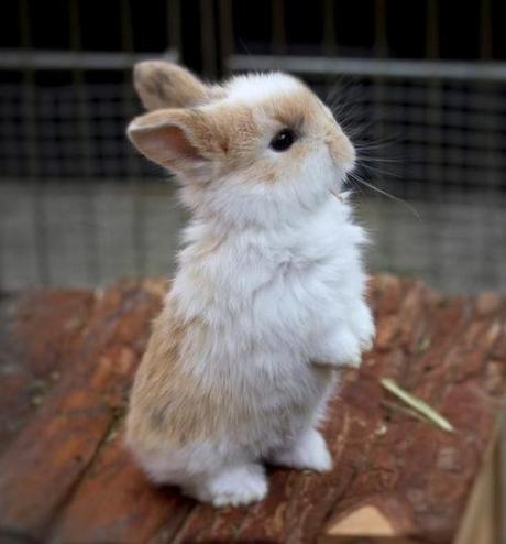 The Begging Bunny | Cutest Paw