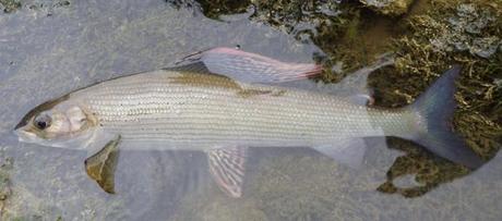 Pêche de l'ombre en automne à la mouche