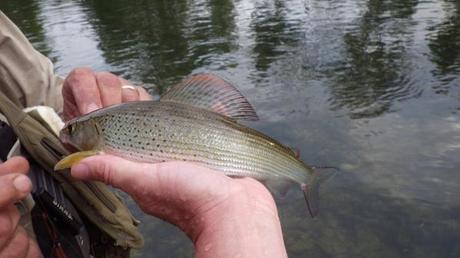 Pêche de l'ombre en automne à la mouche