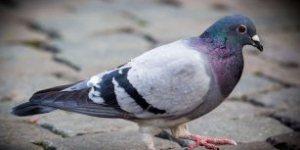 pigeon