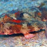 Poisson Lèvres Pulpeuses Rouges Poisson Chauve-Souris Rouge à Lèvre | À Découvrir