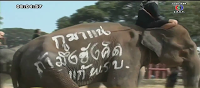 Ayyuthaya: Les éléphants manifestent avant Bangkok [HD]