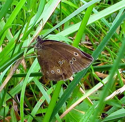Aphantopus hyperantus (Tristan)