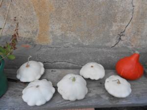 potimarron et pâtisson 2