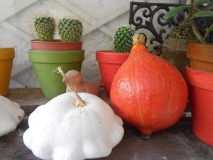 potimarron et pâtisson 1