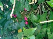 photo prise avec Lumia