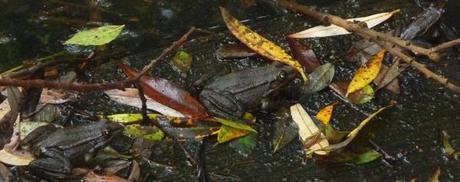 grenouilles P1400439