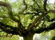 Bayeux, hêtre conte fées