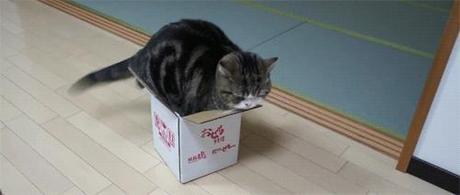 cat in a little box