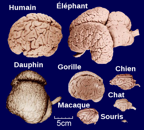 549px-Brains-fr.svg.png