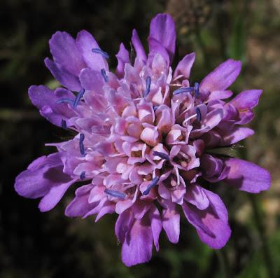 Tout de bleu vêtues... deux Dipsacacées