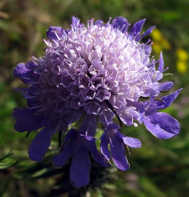 Tout de bleu vêtues... deux Dipsacacées