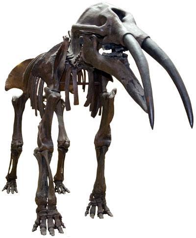 Le Musée paléontologique et l'Archaeopteryx