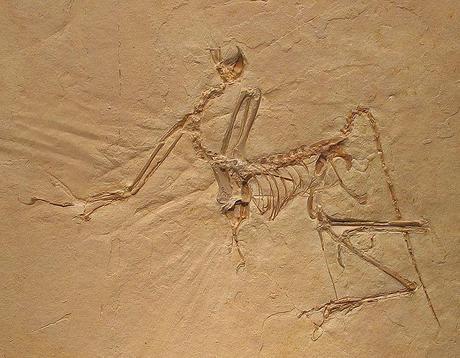File:Archaeopteryx bavarica Detail.jpg