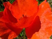 Dans moissons Coquelicot Bleuet