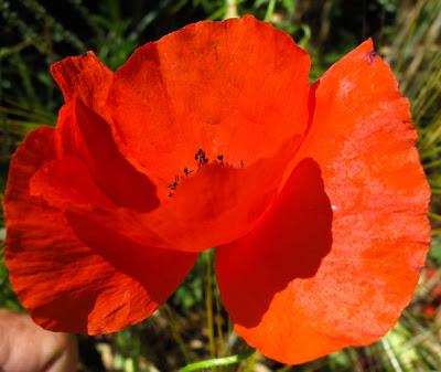 Dans les moissons : Coquelicot et Bleuet